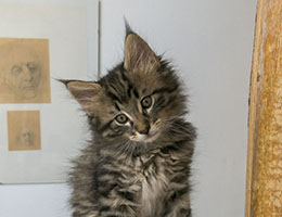 Wildfee's Norwegische Waldkatzen Wildfee's Guevara - sieben Wochen alt