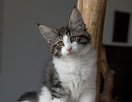 Wildfee's Norwegische Waldkatzen Wildfee's Helnwein- zwölf Wochen alt