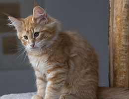 Wildfee's Norwegische Waldkatzen Wildfee's Honning-Rod- zwölf Wochen alt