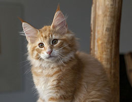 Wildfee's Norwegische Waldkatzen Wildfee's Honning-Rod- zwölf Wochen alt