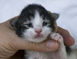 Wildfee's Norwegische Waldkatzen Wildfee's Helnwein - eine Woche alt