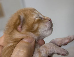 Wildfee's Norwegische Waldkatzen Wildfee's Honning-Rod- eine Woche alt