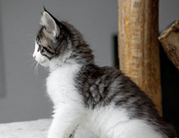 Wildfee's Norwegische Waldkatzen Wildfee's Helnwein- neun Wochen alt