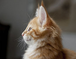 Wildfee's Norwegische Waldkatzen Wildfee's Honning-Rod- neun Wochen alt