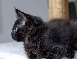 Wildfee's Norwegische Waldkatzen Wildfee's Idunn - zwölf Wochen alt