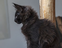 Wildfee's Norwegische Waldkatzen Wildfee's Ilynne - zwölf Wochen alt