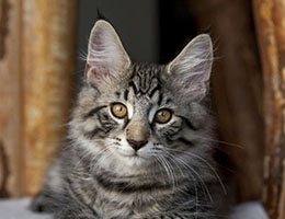 Wildfee's Norwegische Waldkatzen Wildfee's Ingdal-Tiger - zwölf Wochen alt