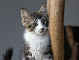 Wildfee's Norwegische Waldkatzen Wildfee's Inronn - zwölf Wochen alt
