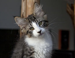 Wildfee's Norwegische Waldkatzen Wildfee's Inronn - zwölf Wochen alt