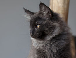 Wildfee's Norwegische Waldkatzen Wildfee's Isegrimm - zwölf Wochen alt