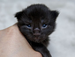 Wildfee's Norwegische Waldkatzen Wildfee's Idunn - eine Woche alt