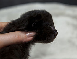 Wildfee's Norwegische Waldkatzen Wildfee's Idunn - eine Woche alt