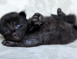 Wildfee's Norwegische Waldkatzen Wildfee's Ilynne - eine Woche alt