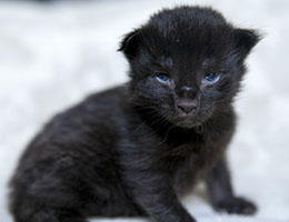 Wildfee's Norwegische Waldkatzen Wildfee's Ilynne - eine Woche alt