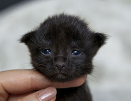 Wildfee's Norwegische Waldkatzen Wildfee's Imma - eine Woche alt