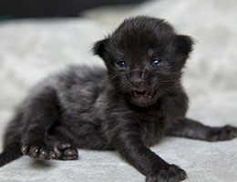 Wildfee's Norwegische Waldkatzen Wildfee's Imma - eine Woche alt