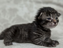 Wildfee's Norwegische Waldkatzen Wildfee's Ingdal-Tiger - eine Woche alt