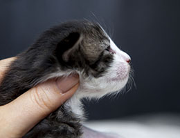 Wildfee's Norwegische Waldkatzen Wildfee's Inronn - eine Woche alt