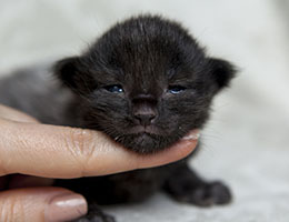 Wildfee's Norwegische Waldkatzen Wildfee's Isegrimm - eine Woche alt