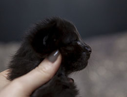 Wildfee's Norwegische Waldkatzen Wildfee's Idunn - zwei Wochen alt