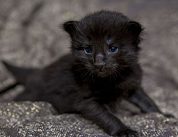Wildfee's Norwegische Waldkatzen Wildfee's Idunn - zwei Wochen alt