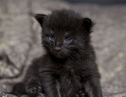 Wildfee's Norwegische Waldkatzen Wildfee's Ilynne - zwei Wochen alt