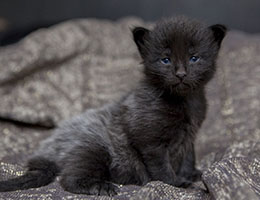 Wildfee's Norwegische Waldkatzen Wildfee's Imma - zwei Wochen alt