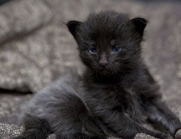 Wildfee's Norwegische Waldkatzen Wildfee's Imma - zwei Wochen alt