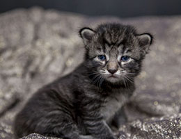 Wildfee's Norwegische Waldkatzen Wildfee's Ingdal-Tiger - zwei Wochen alt