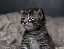 Wildfee's Norwegische Waldkatzen Wildfee's Ingdal-Tiger - zwei Wochen alt