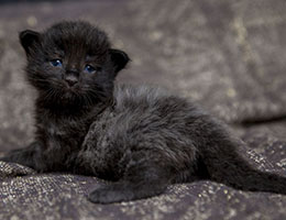 Wildfee's Norwegische Waldkatzen Wildfee's Isegrimm - zwei Wochen alt
