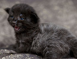 Wildfee's Norwegische Waldkatzen Wildfee's Isegrimm - zwei Wochen alt