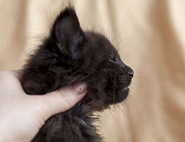 Wildfee's Norwegische Waldkatzen Wildfee's Idunn - fünf Wochen alt