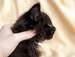 Wildfee's Norwegische Waldkatzen Wildfee's Ilynne - fünf Wochen alt