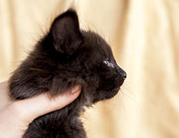 Wildfee's Norwegische Waldkatzen Wildfee's Imma - fünf Wochen alt