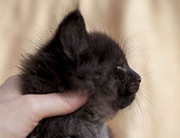 Wildfee's Norwegische Waldkatzen Wildfee's Isegrimm - fünf Wochen alt