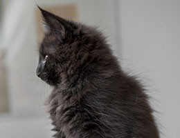Wildfee's Norwegische Waldkatzen Wildfee's Idunn - acht Wochen alt