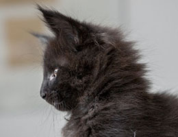 Wildfee's Norwegische Waldkatzen Wildfee's Ilynne - acht Wochen alt