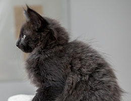 Wildfee's Norwegische Waldkatzen Wildfee's Imma - acht Wochen alt