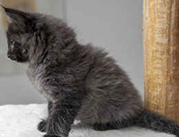 Wildfee's Norwegische Waldkatzen Wildfee's Isegrimm - acht Wochen alt