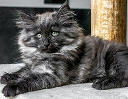 Wildfee's Norwegische Waldkatzen Wildfee's Jana - zehn Wochen alt