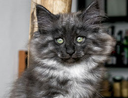 Wildfee's Norwegische Waldkatzen Wildfee's Jana - zehn Wochen alt