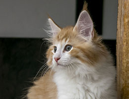 Wildfee's Norwegische Waldkatzen Wildfee's Janosch - zehn Wochen alt