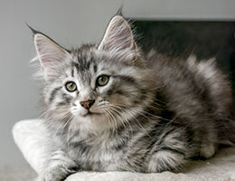 Wildfee's Norwegische Waldkatzen Wildfee's Jasomirgott - zehn Wochen alt