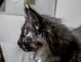 Wildfee's Norwegische Waldkatzen Wildfee's Jordis - zehn Wochen alt