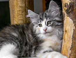 Wildfee's Norwegische Waldkatzen Wildfee's Joxy - zehn Wochen alt