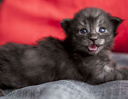 Wildfee's Norwegische Waldkatzen Wildfee's Jana - zwei Wochen alt