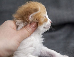 Wildfee's Norwegische Waldkatzen Wildfee's Janosch - zwei Wochen alt