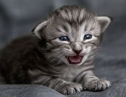 Wildfee's Norwegische Waldkatzen Wildfee's Jasomirgott - zwei Wochen alt