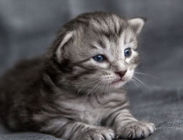 Wildfee's Norwegische Waldkatzen Wildfee's Jasomirgott - zwei Wochen alt